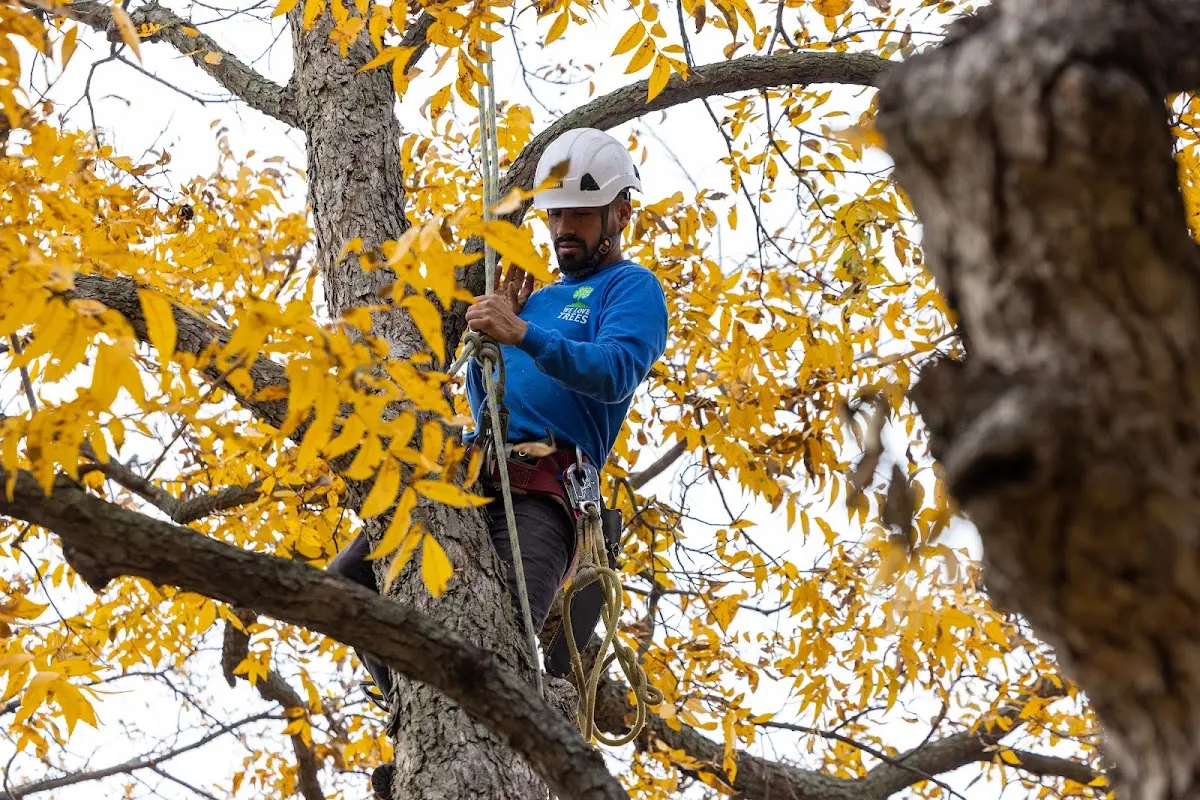 Skilled Storm Damage Cleanup crew working in Martinsville