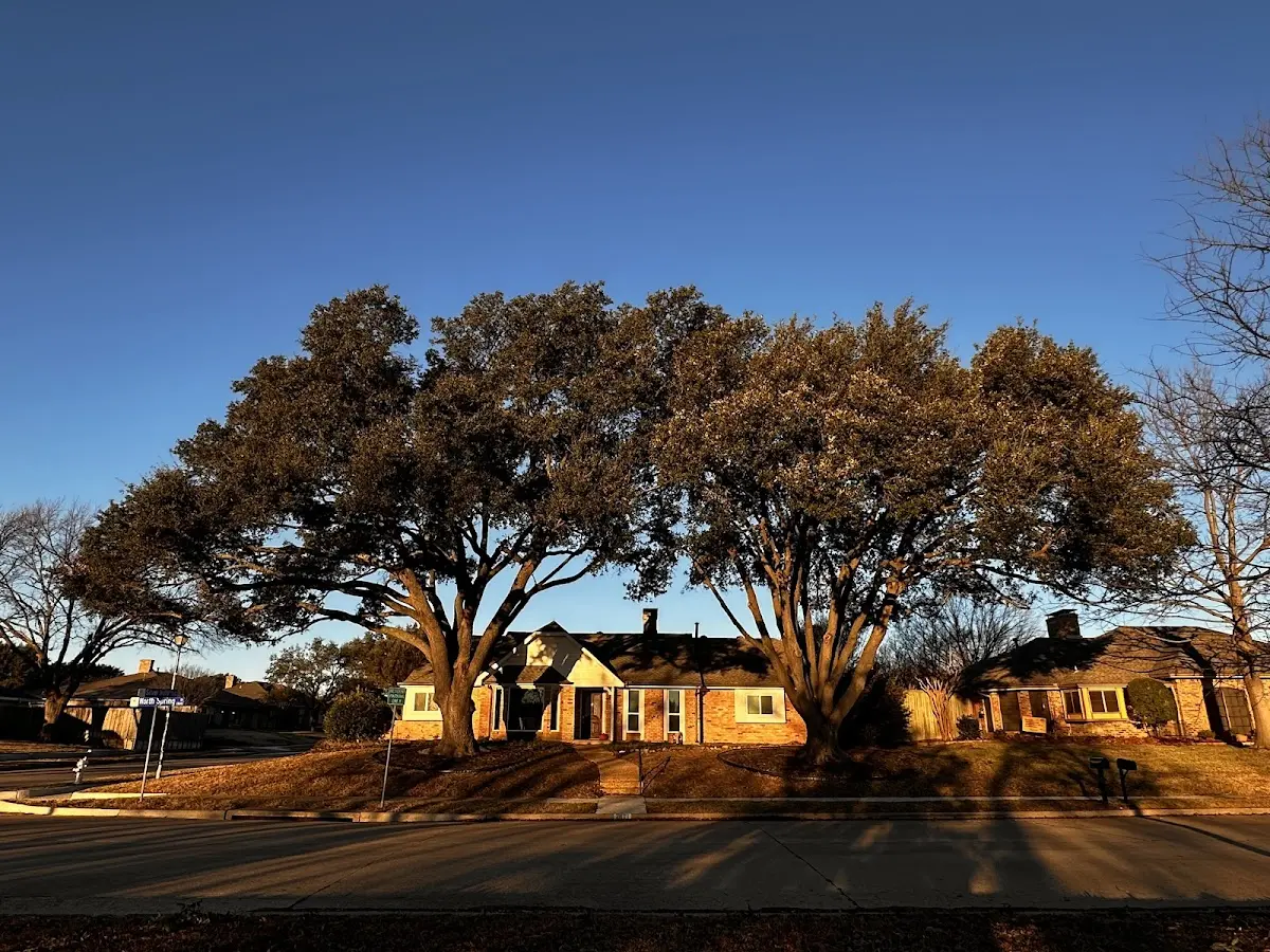 Established residential canopy tree shading a home in Martinsville